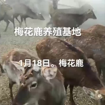 梅花鹿肉