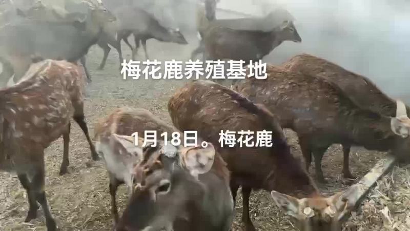 梅花鹿肉