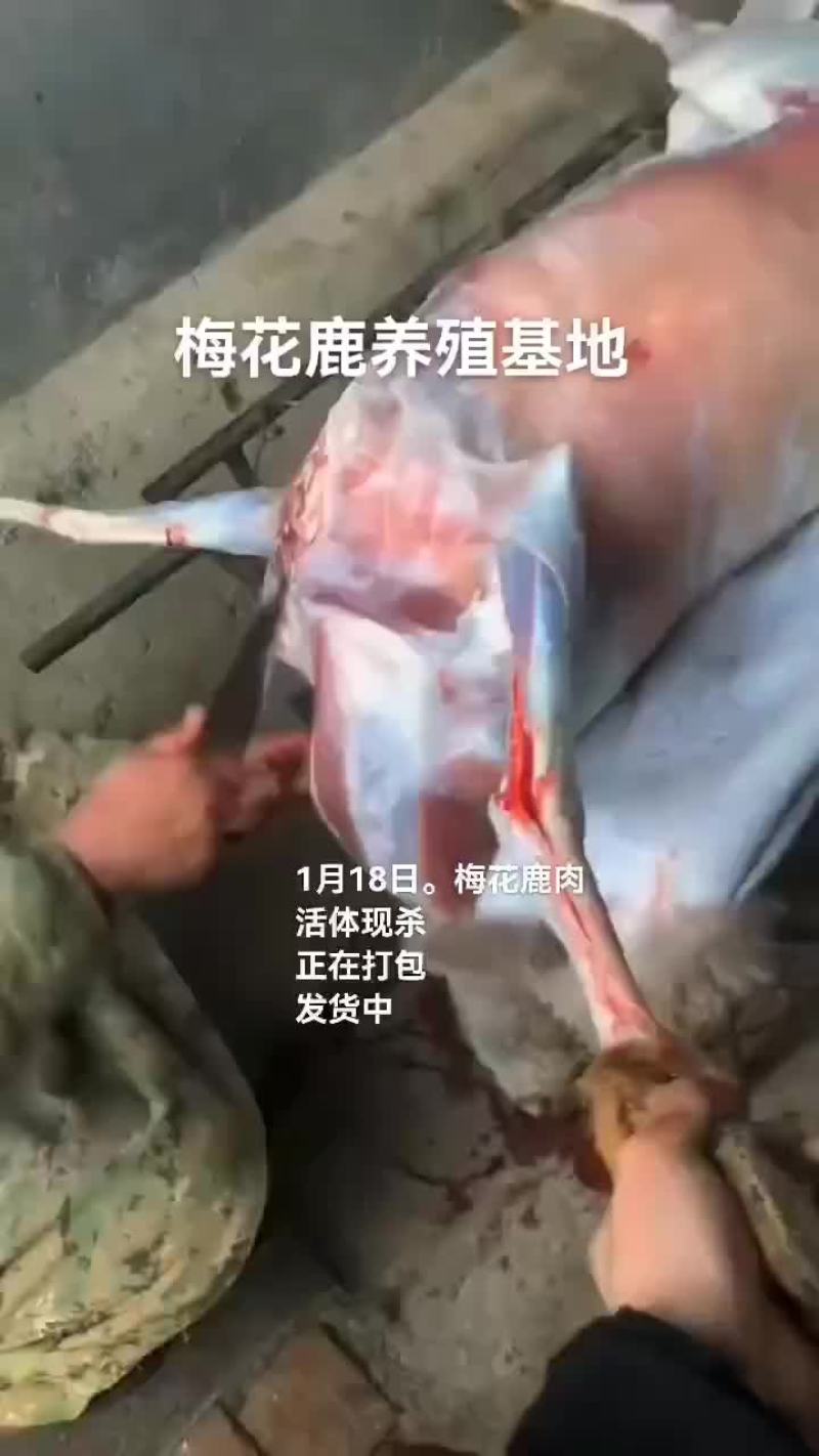 梅花鹿肉