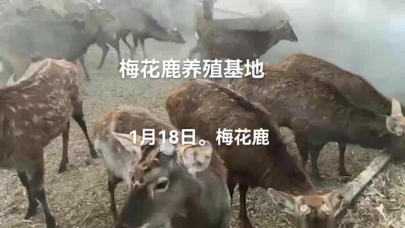梅花鹿肉