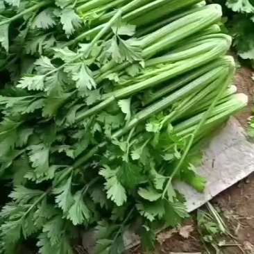 忻州芹菜西芹大量现货价格优惠欢迎咨询采购