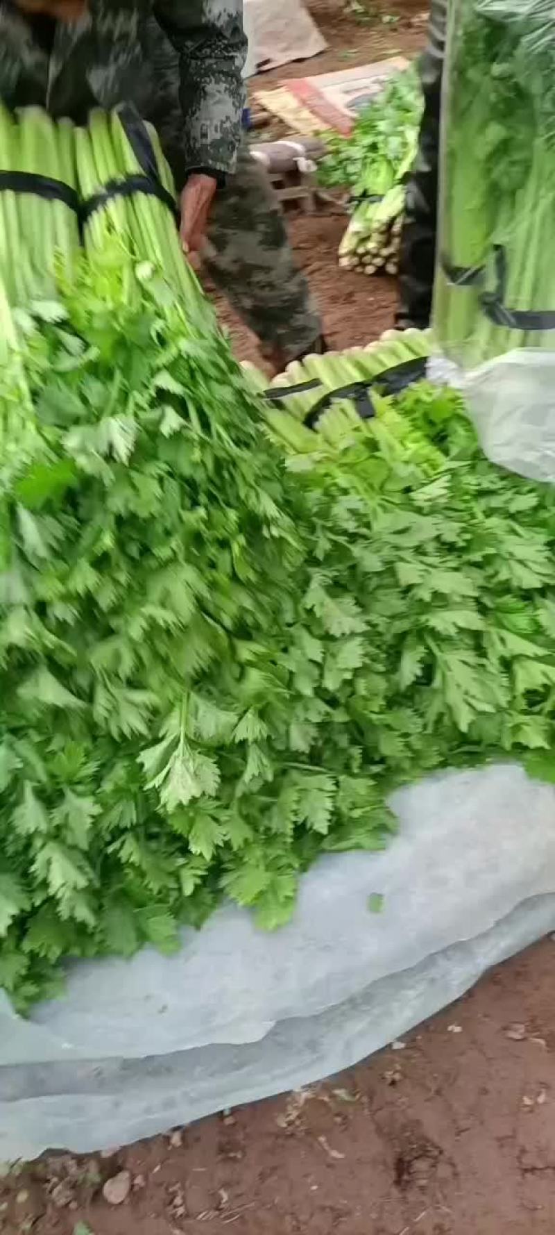 忻州芹菜西芹大量现货价格优惠欢迎咨询采购