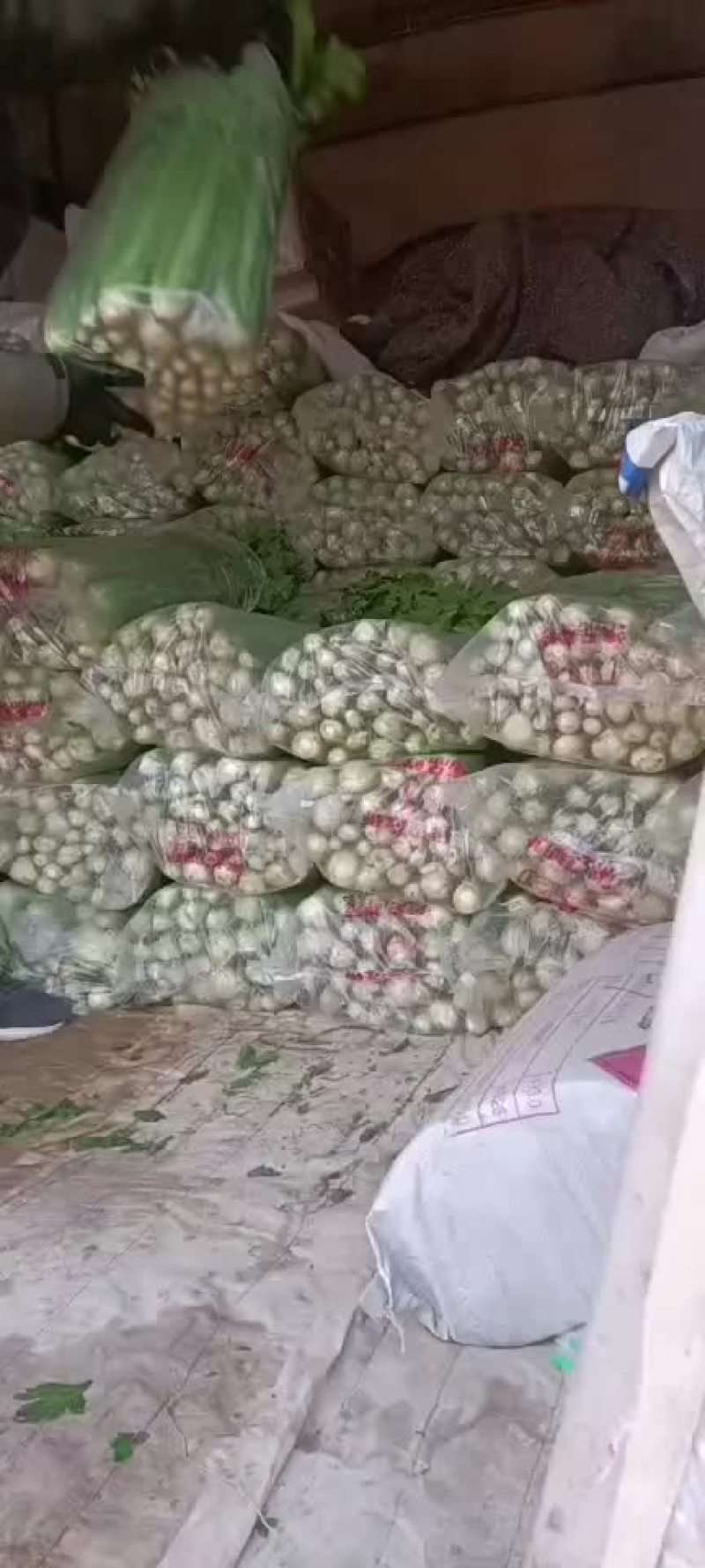忻州芹菜西芹大量现货价格优惠欢迎咨询采购