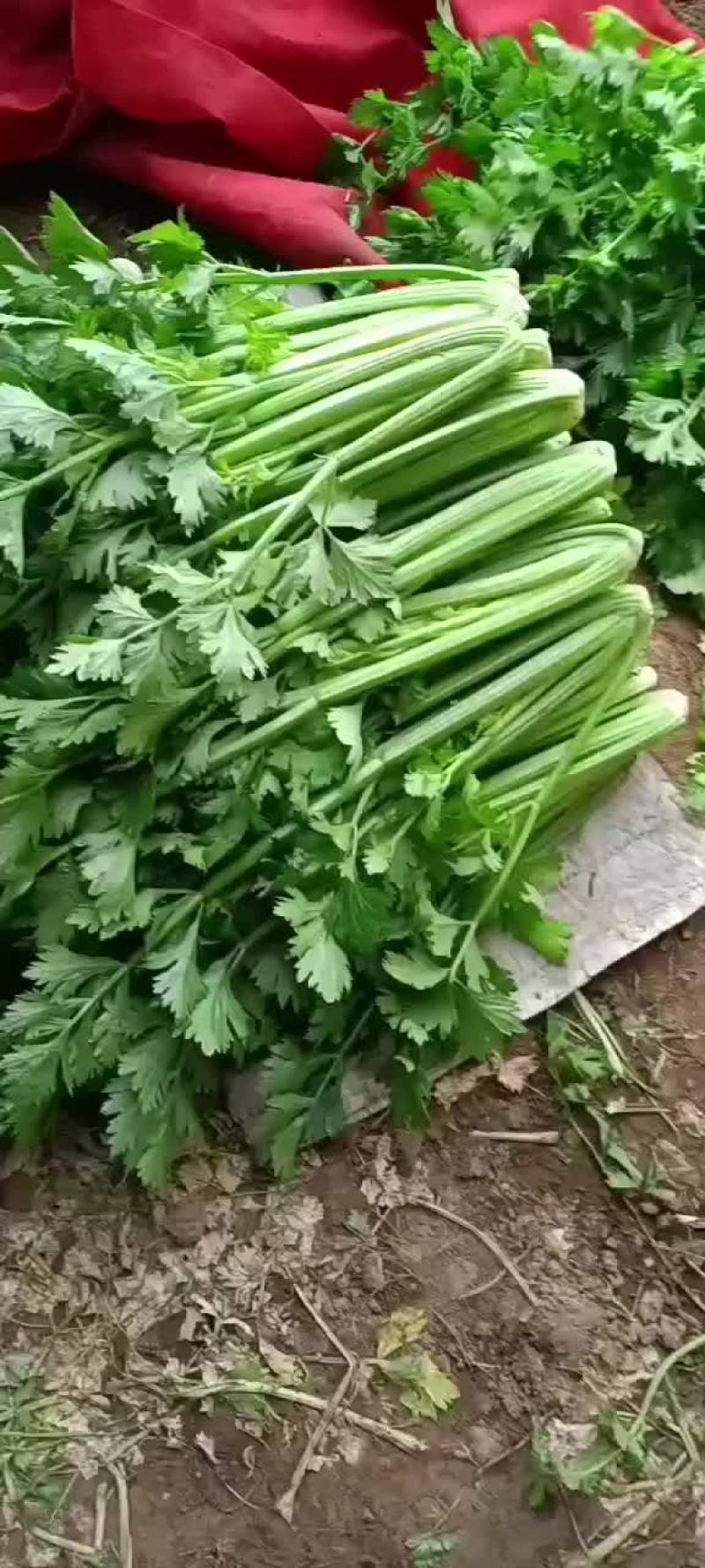 忻州芹菜西芹大量现货价格优惠欢迎咨询采购
