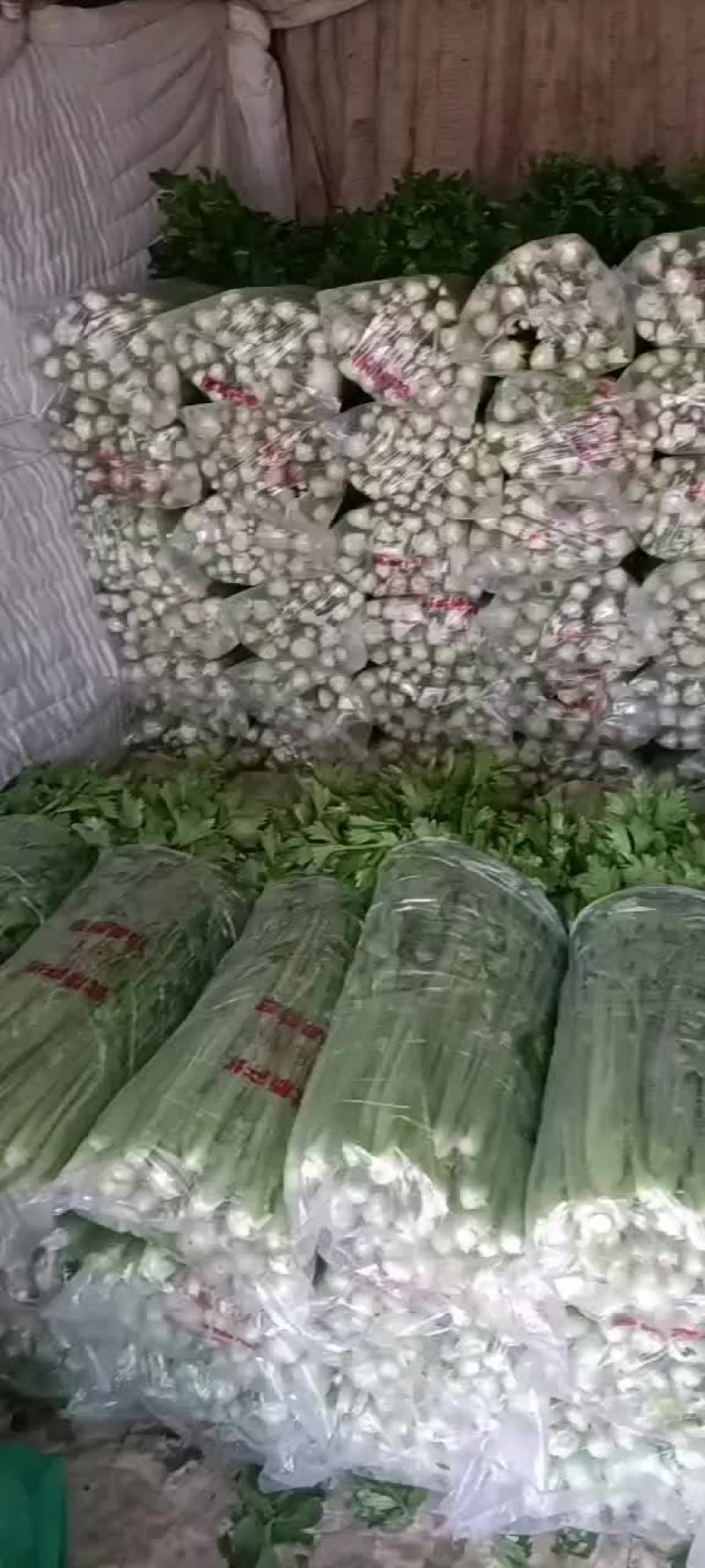 忻州芹菜西芹大量现货价格优惠欢迎咨询采购
