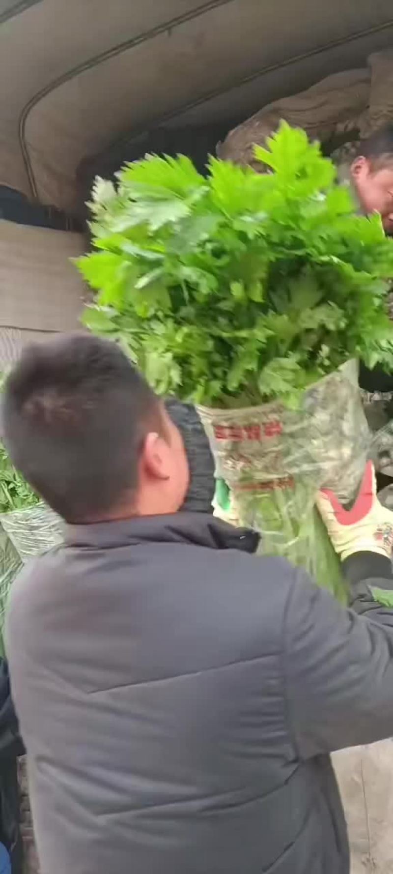 忻州芹菜西芹大量现货价格优惠欢迎咨询采购