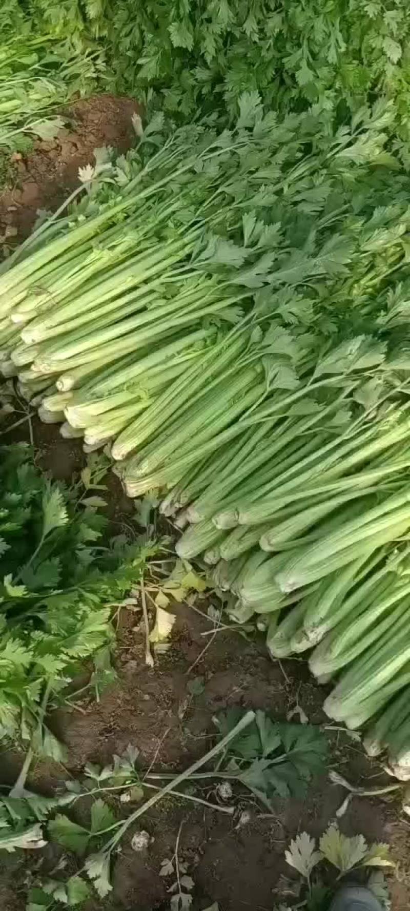 忻州芹菜西芹大量现货价格优惠欢迎咨询采购