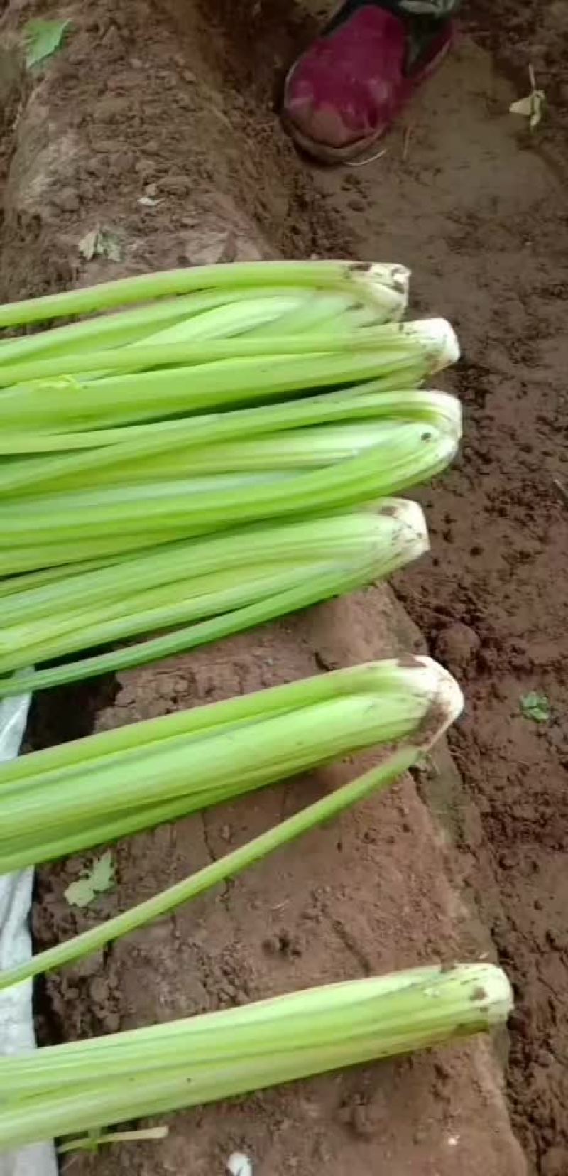 忻州芹菜西芹大量现货价格优惠欢迎咨询采购