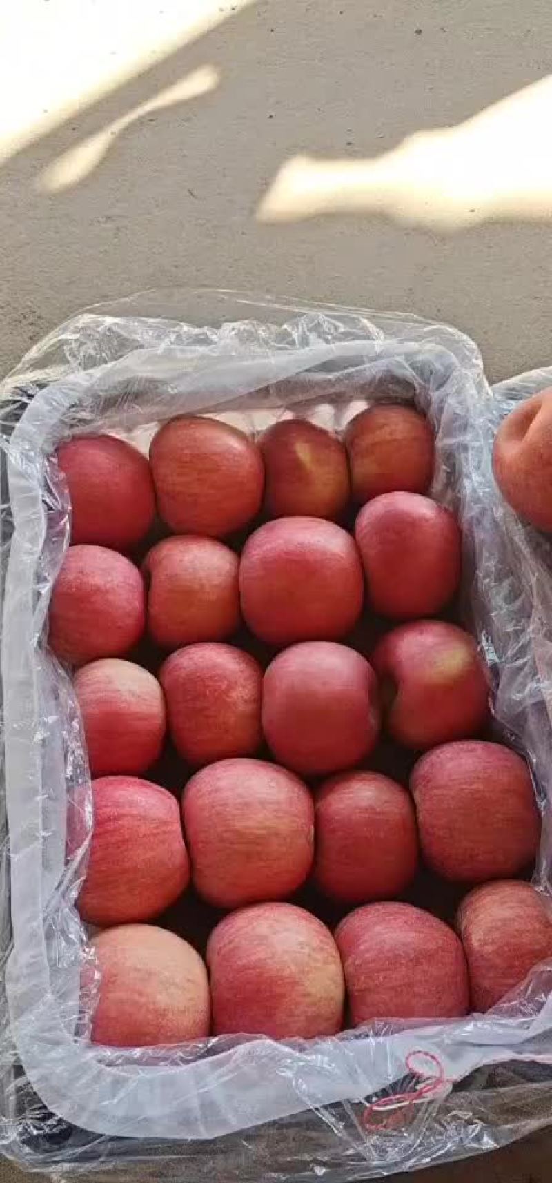 冷库寒富，黑心的，不黑心的，大量有货，啥质量啥价格