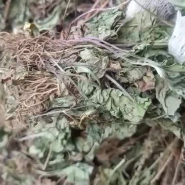 车钱草
