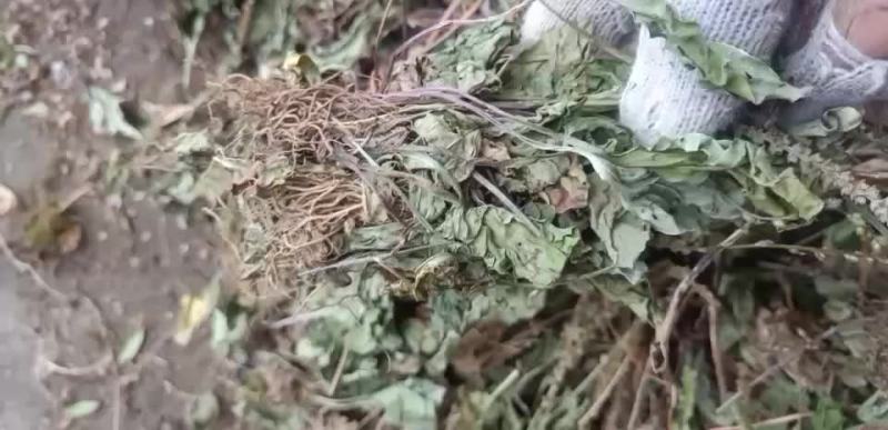 车钱草