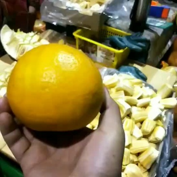 葡萄柚一块一斤。包质量