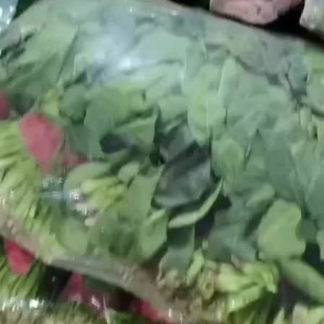大叶菠菜基地