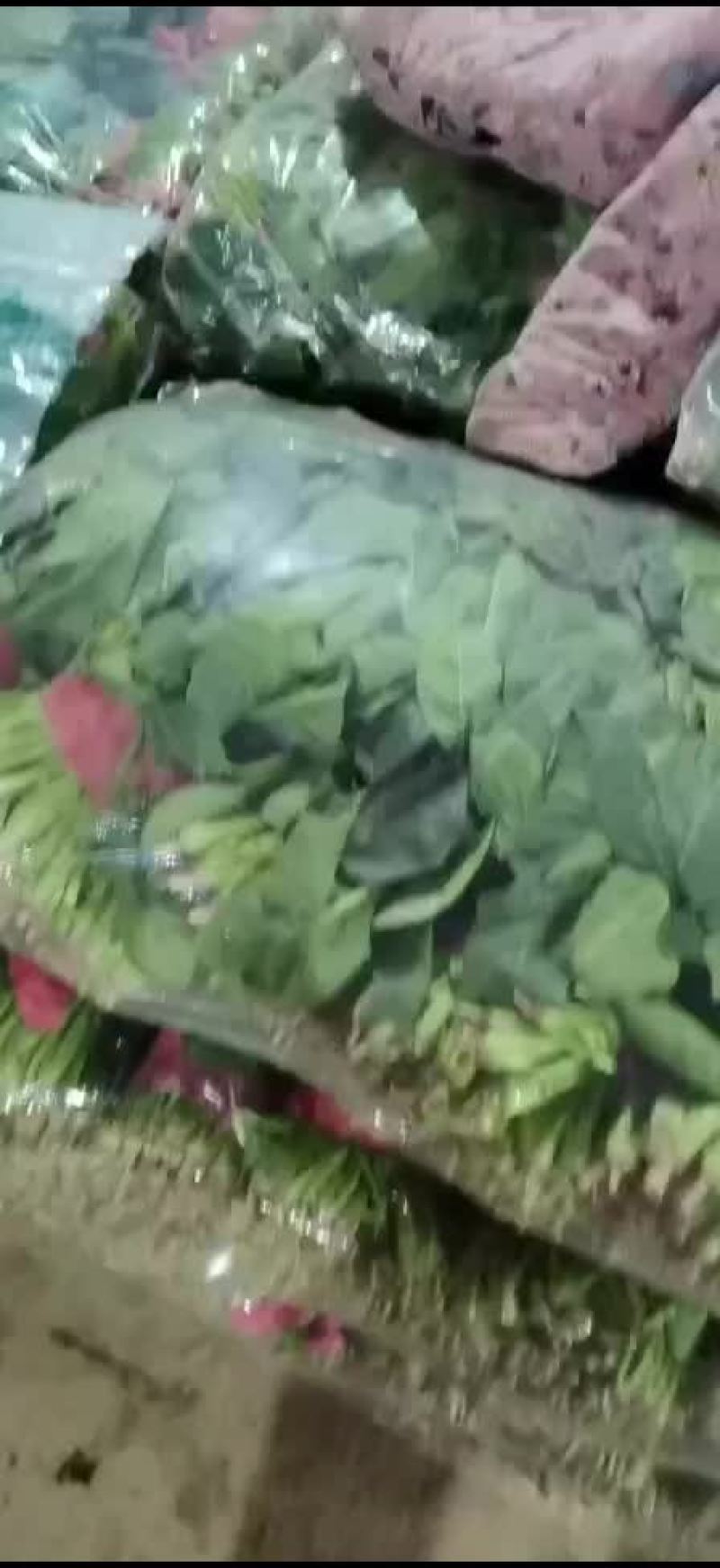 大叶菠菜基地