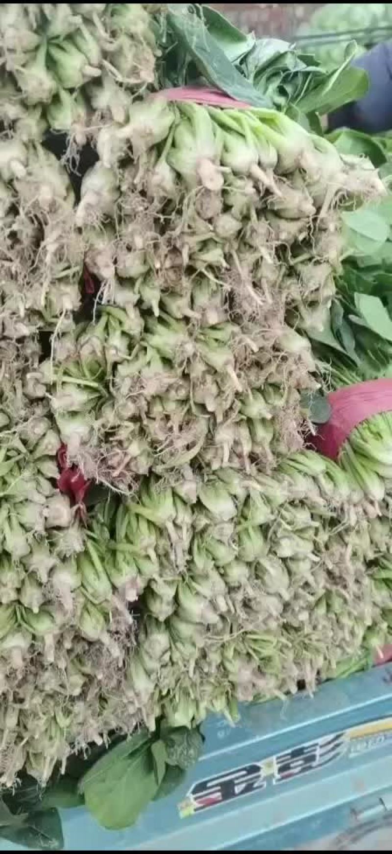 大叶菠菜基地