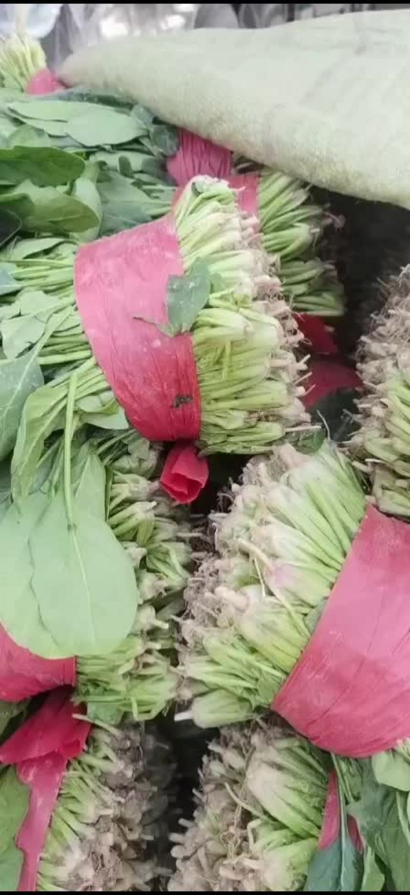 大叶菠菜基地