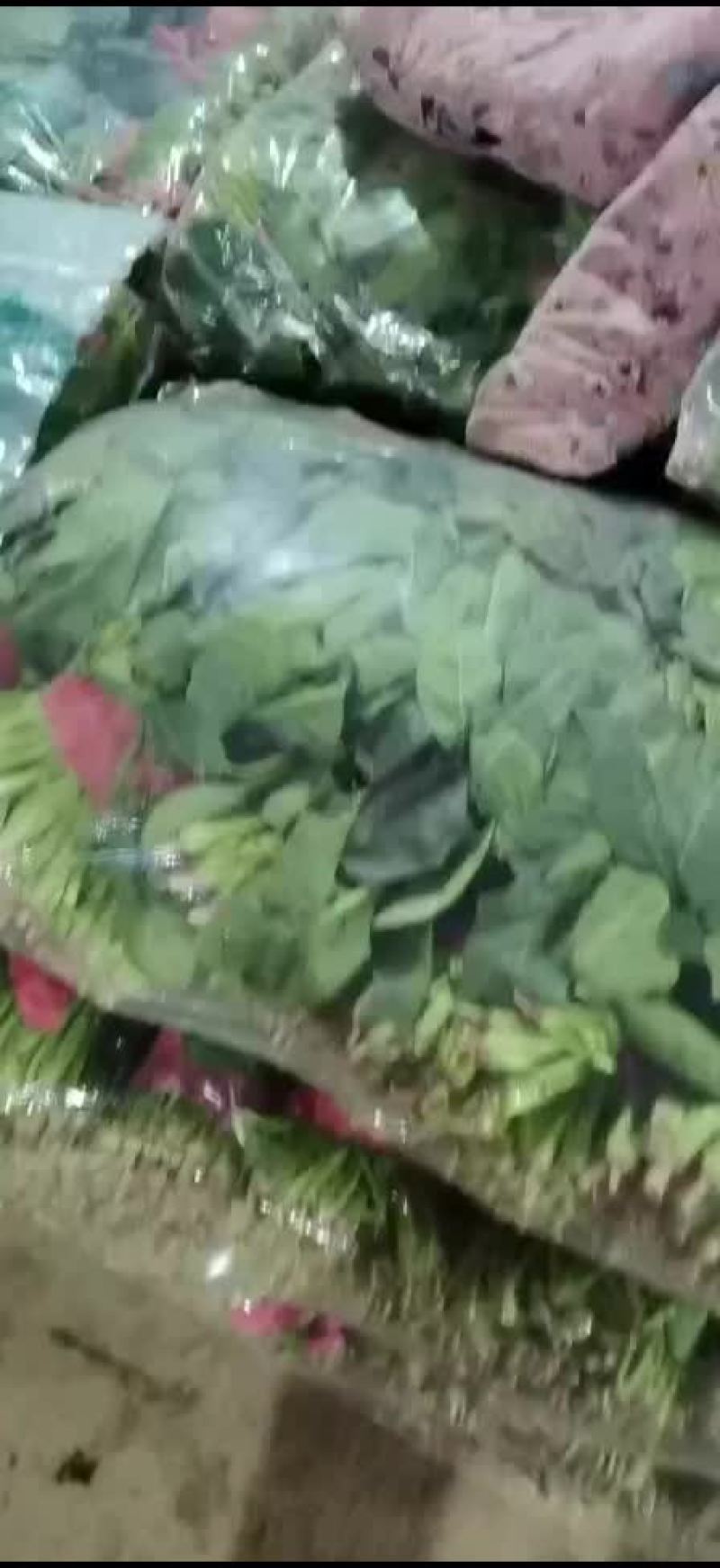 大叶菠菜基地