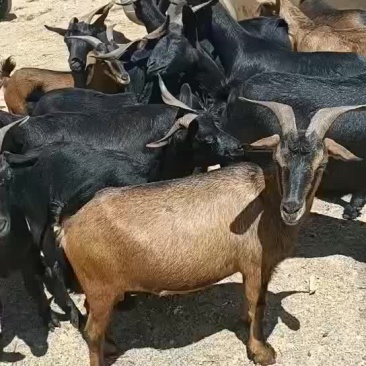 黑山羊