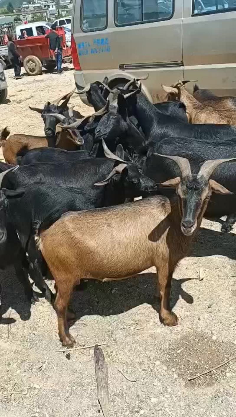 黑山羊