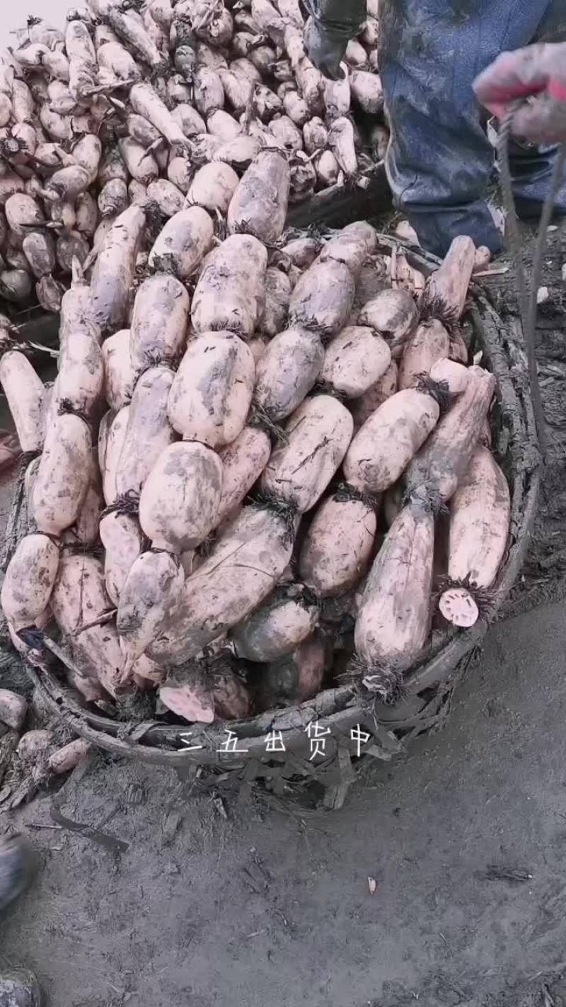 莲藕