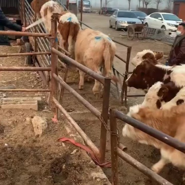 （养殖场直销）西门塔尔牛犊