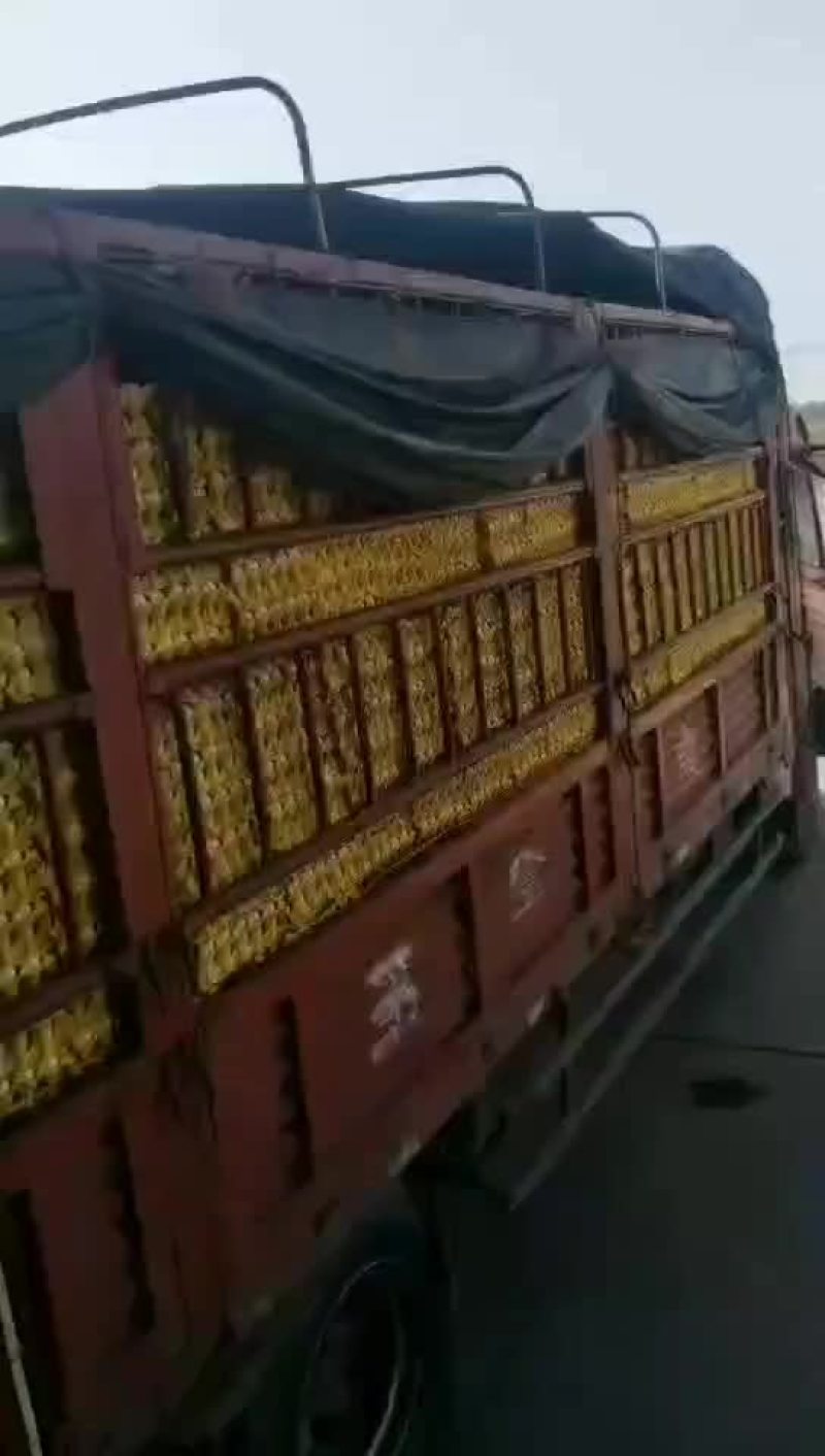 鸡蛋（粉）物美价廉、值得拥有。