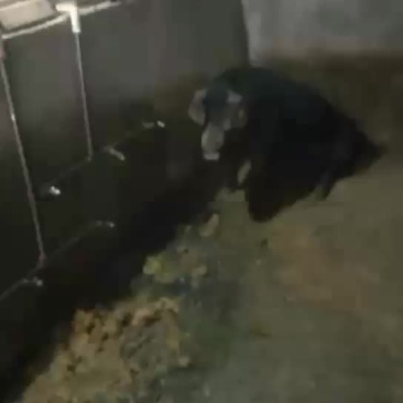 生猪，黑毛猪