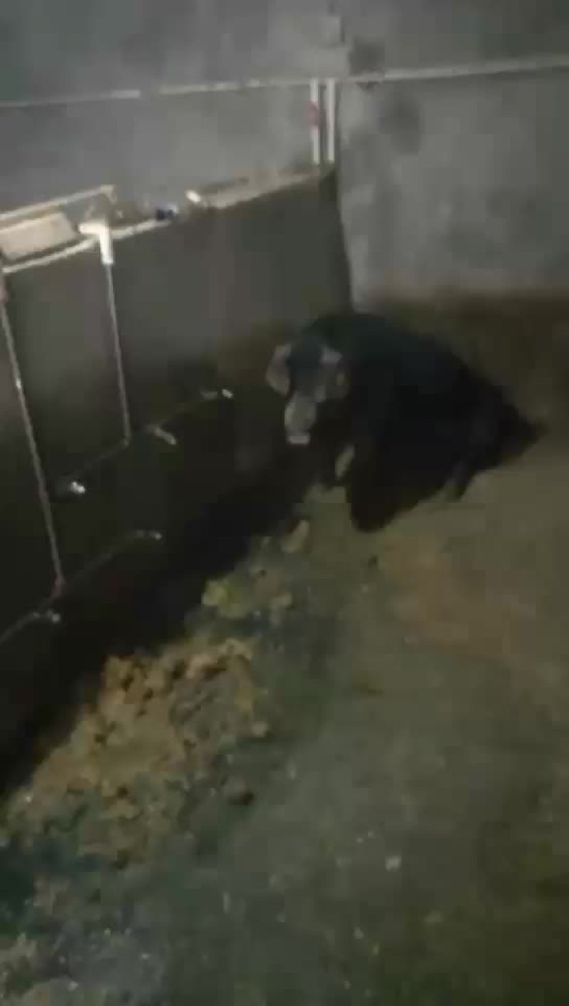 生猪，黑毛猪