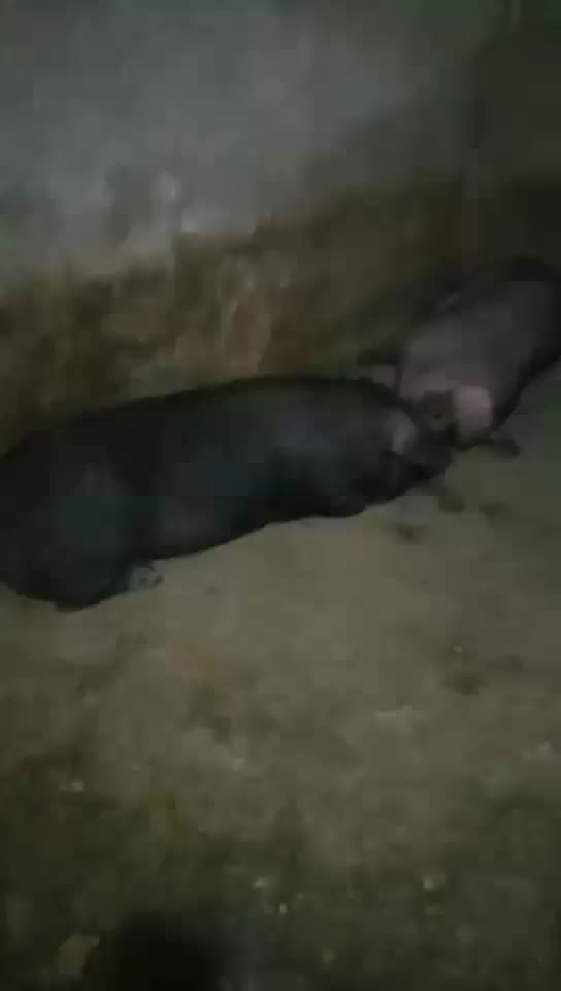生猪，黑毛猪