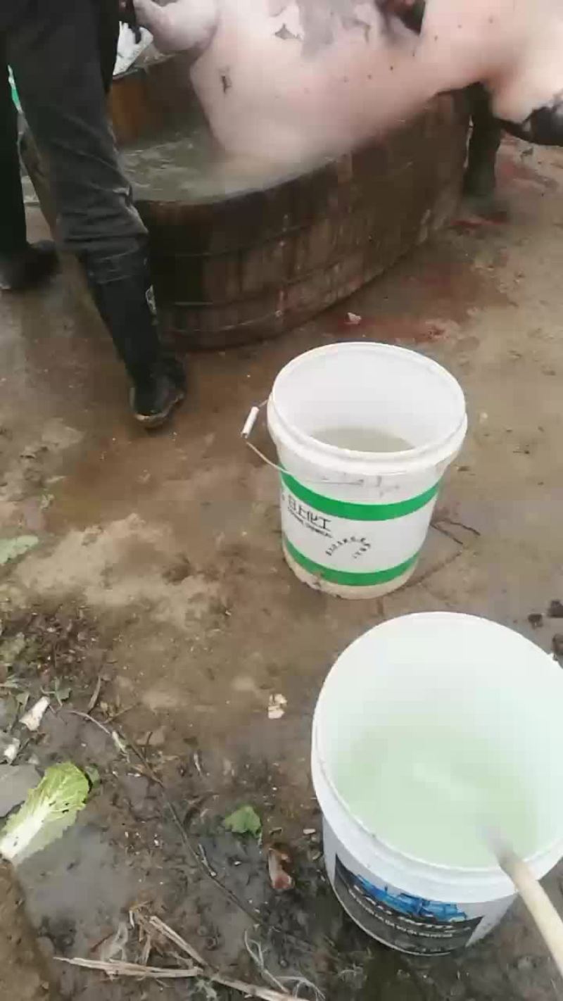 生猪，黑毛猪