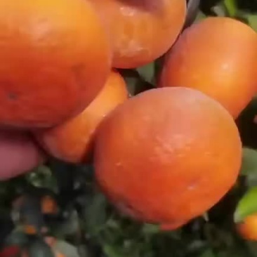 沃柑，