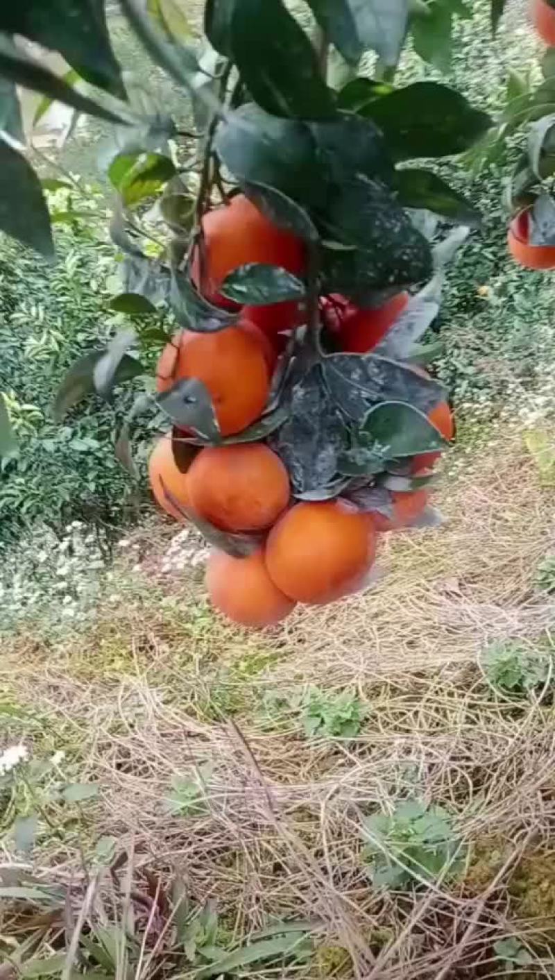 沃柑，