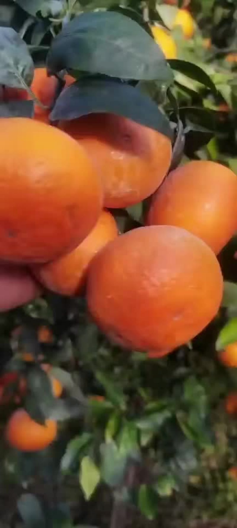 沃柑，