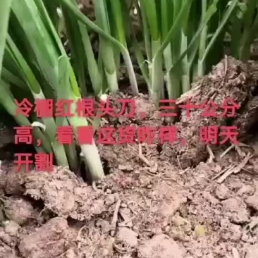 头茬韭菜大量上市中