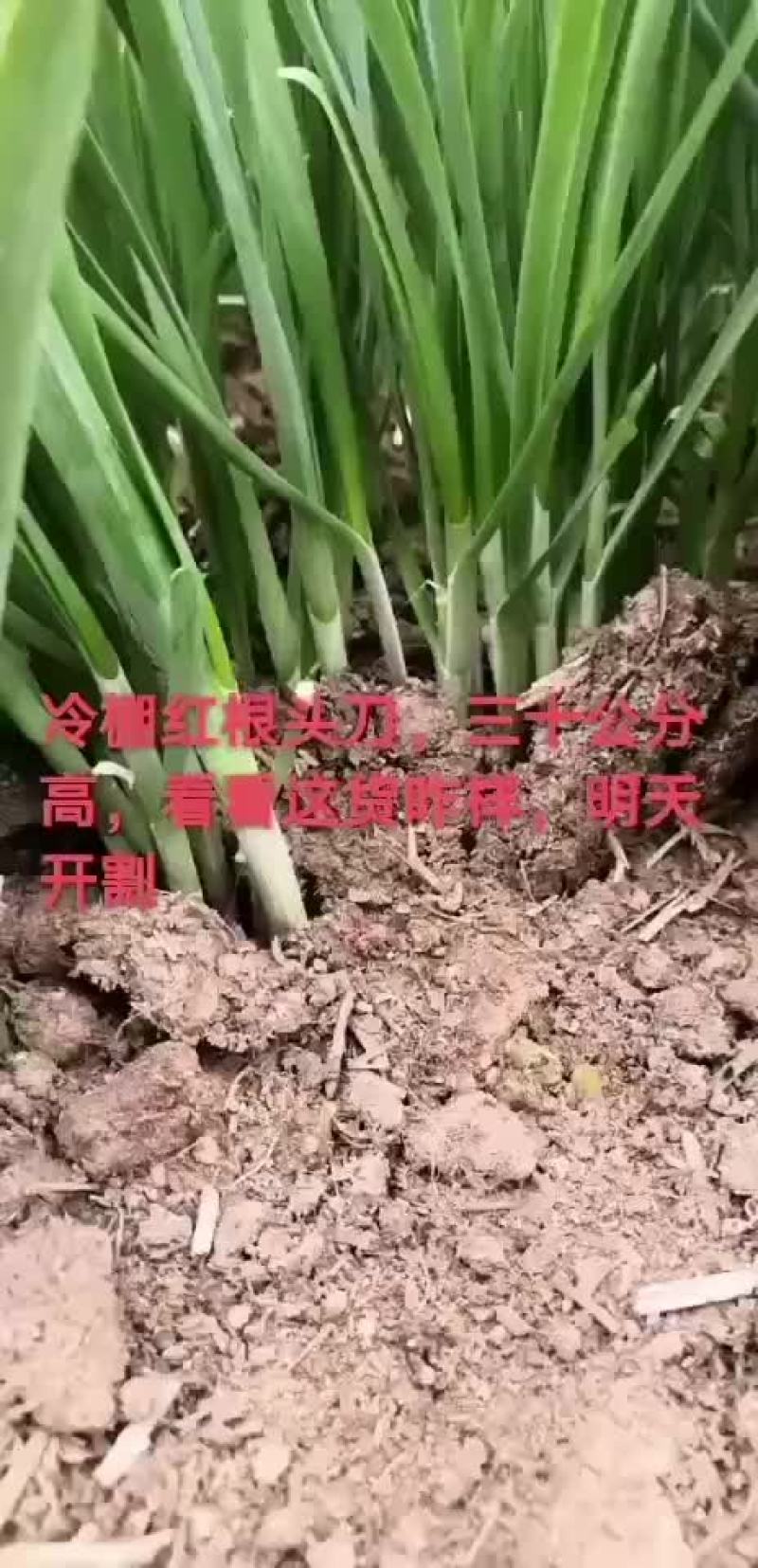 头茬韭菜大量上市中
