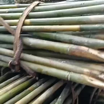 三米五的实心木竹