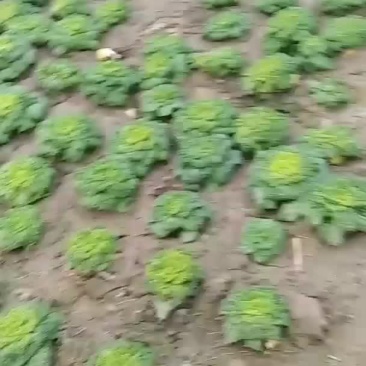 自己家黄心菜