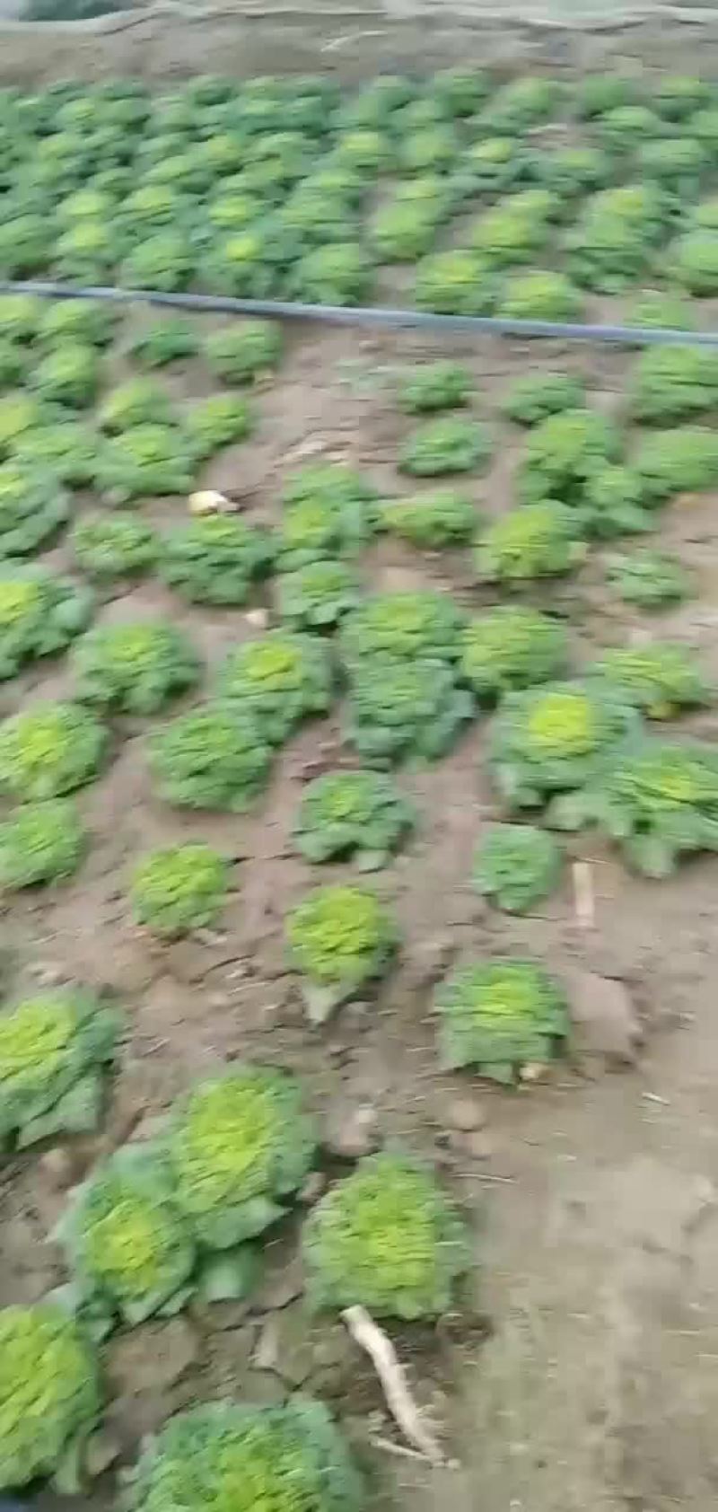 自己家黄心菜