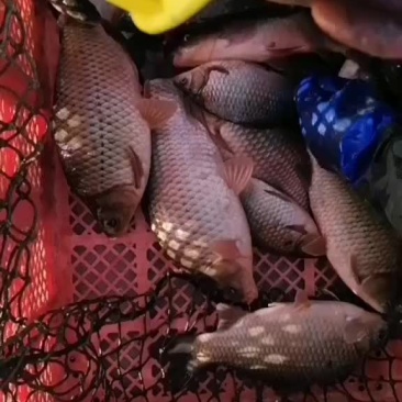 鲤鱼