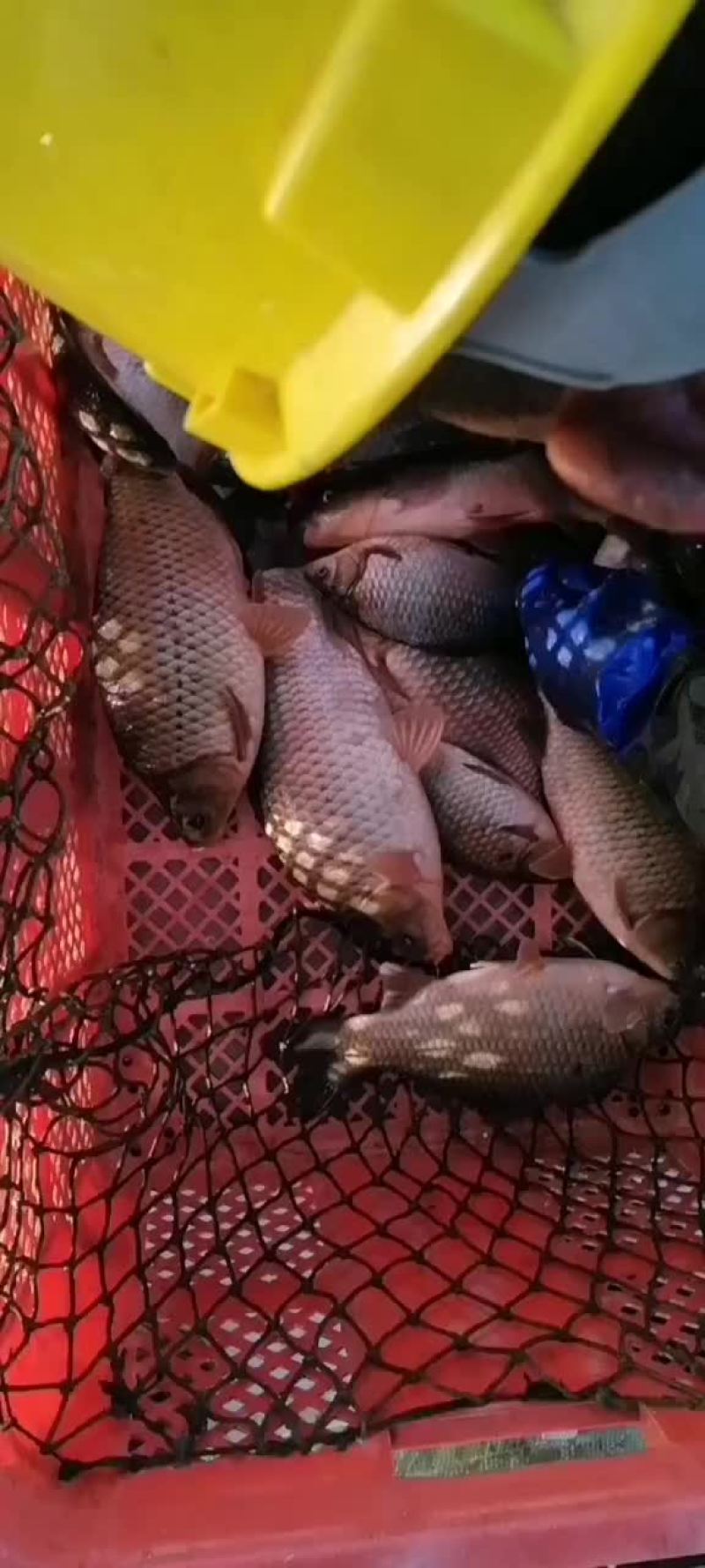 鲤鱼