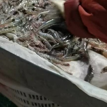 生猛活基围虾，对虾，白虾，