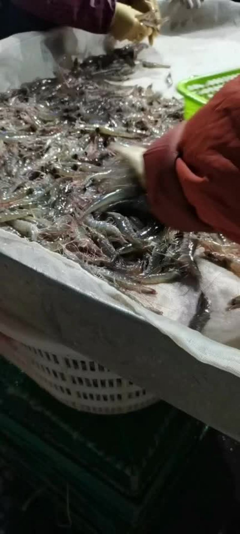 生猛活基围虾，对虾，白虾，