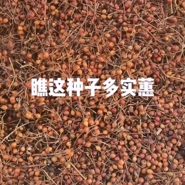 蔷薇种子