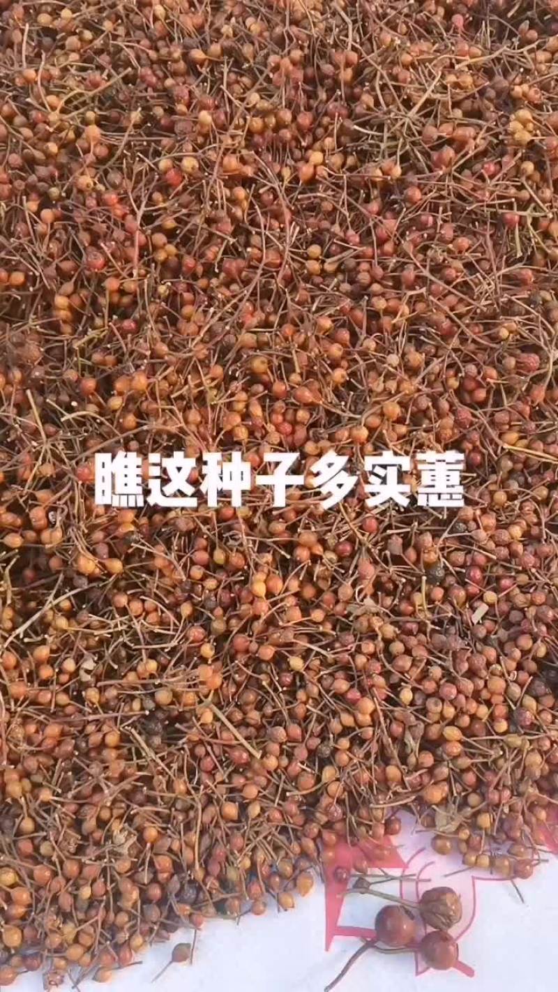 蔷薇种子