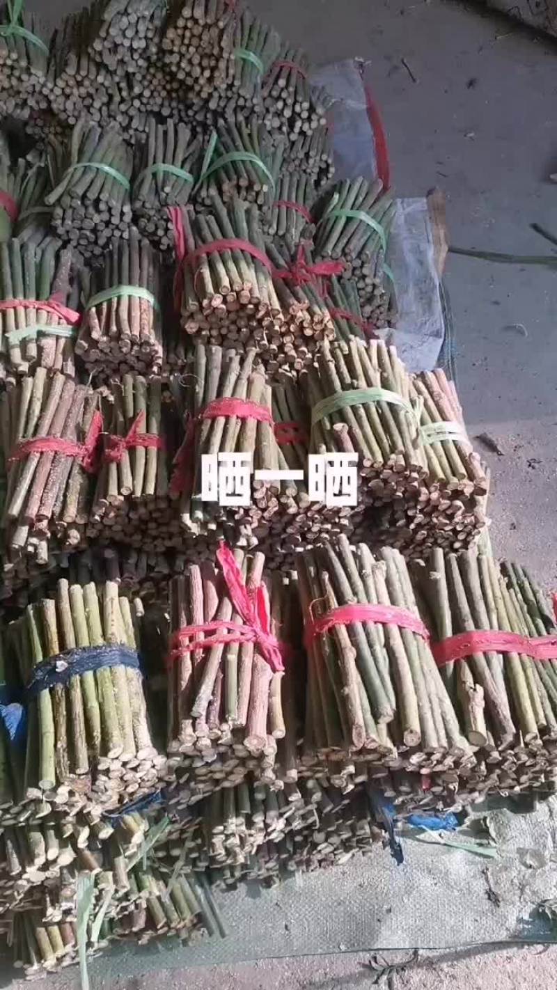 蔷薇杆