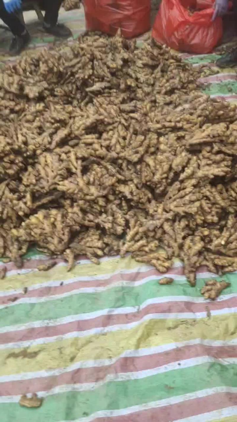 汝城小黄姜