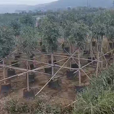 扁桃