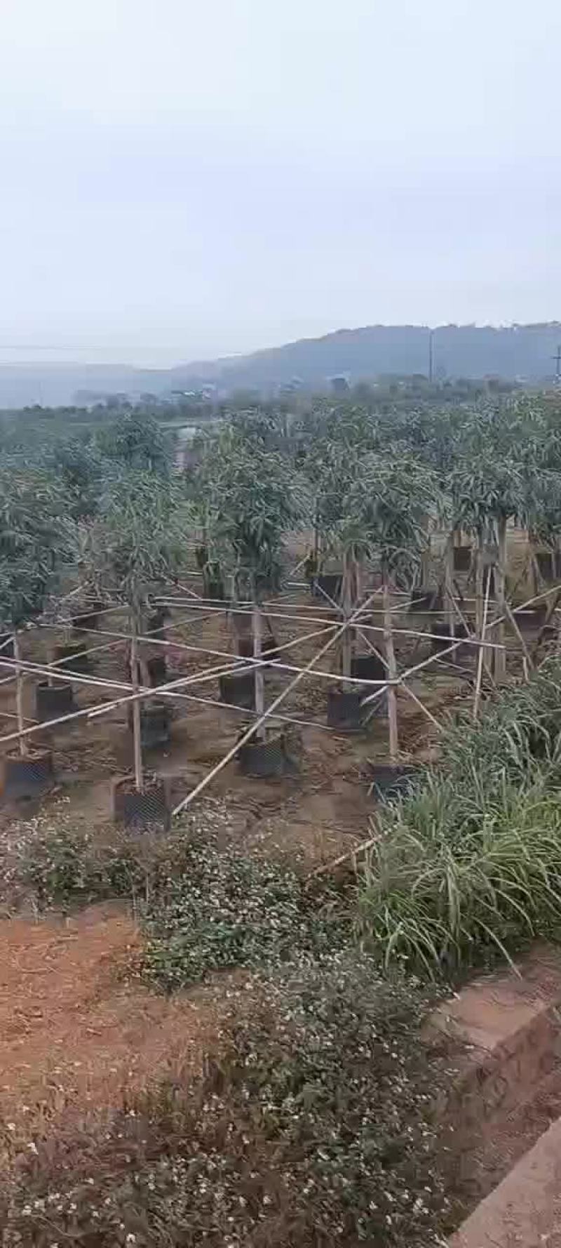 扁桃