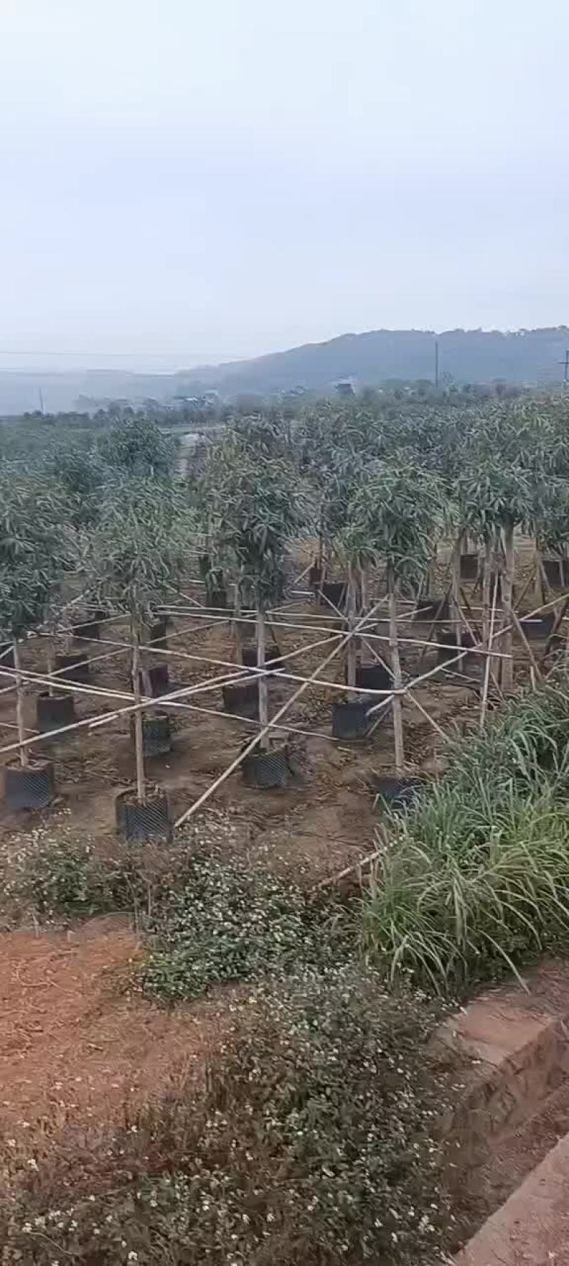 扁桃