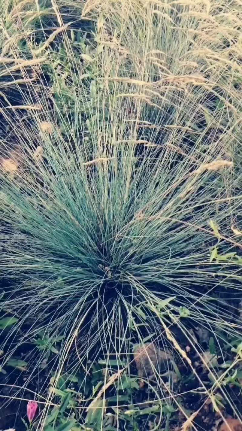 蓝羊茅种子